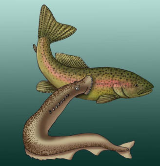 Image result for sea lamprey